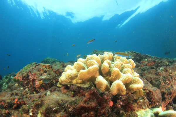 魚や美しいサンゴ礁 水中生活 — ストック写真