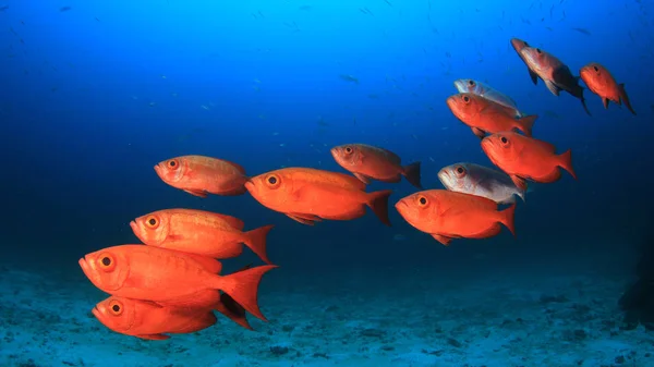 School of fish in deep blue water. Underwater life.