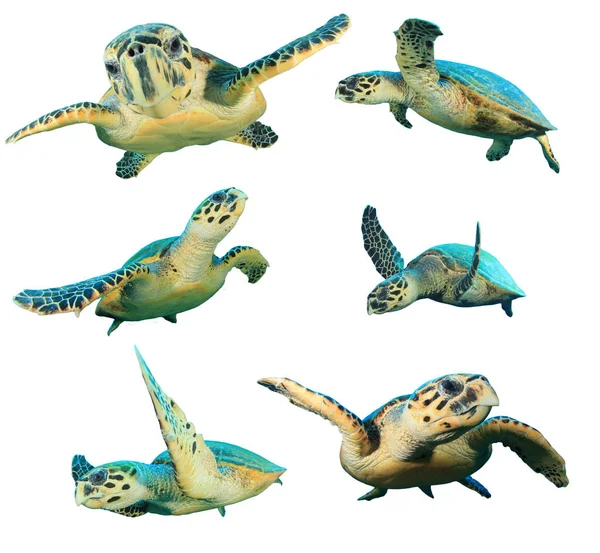 Grupp Sköldpaddor Isolerad Vit Bakgrund — Stockfoto