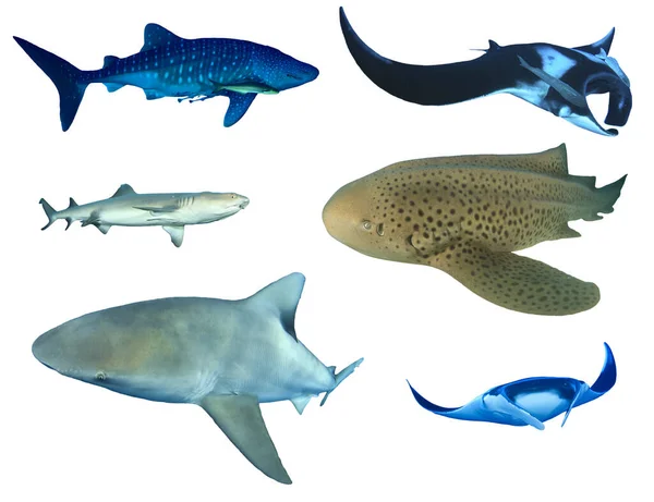 Grupo Tiburones Aislados Sobre Fondo Blanco —  Fotos de Stock