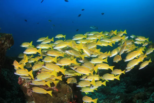 Renkli resifin dibinde yüzen balıklar..