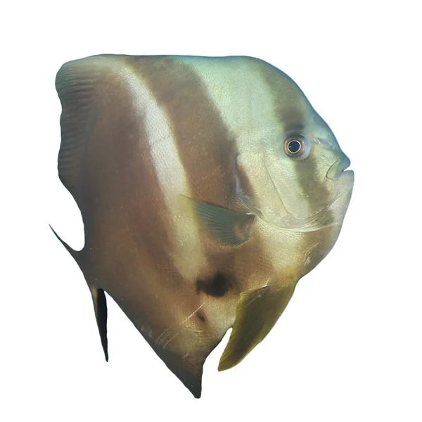 Retrato Butterflyfish Isolado Sobre Fundo Branco — Fotografia de Stock