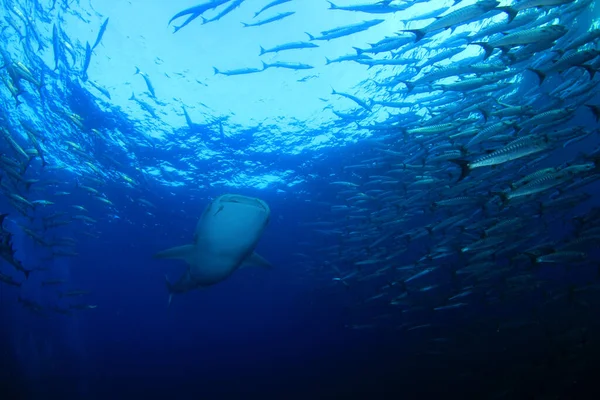 Escuela Peces Con Tiburón Enorme Vida Submarina — Foto de Stock