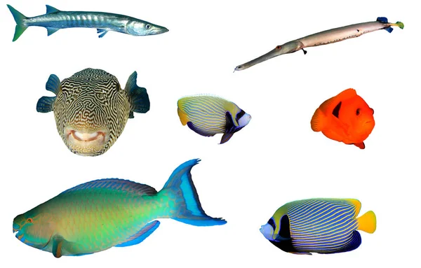 Grupo Peixes Tropicais Isolados Sobre Fundo Branco — Fotografia de Stock