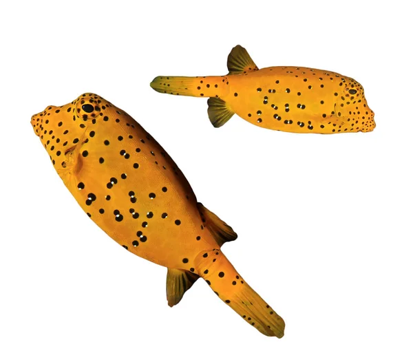 Sárga Boxfish Izolált Fehér Alapon — Stock Fotó
