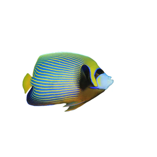 Randig Kejsare Angelfish Isolerad Vit Bakgrund — Stockfoto