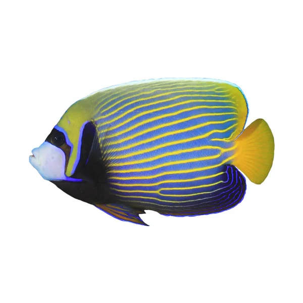 Striped Emperor Angelfish Isolated White Background — 스톡 사진