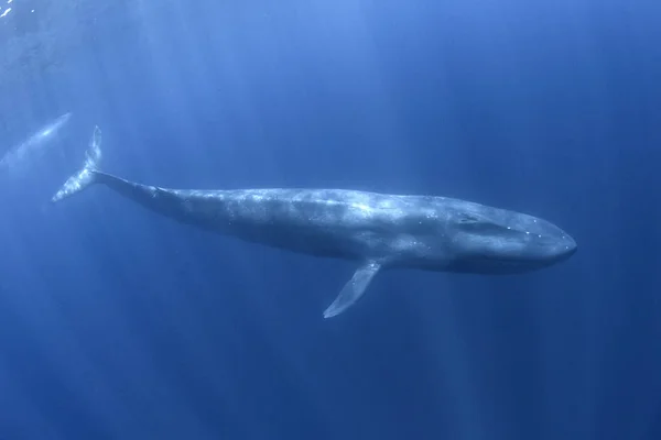 Balena Blu Sott Acqua Balenottera Azzurra Pigmeo Migrare Passato Timor — Foto Stock