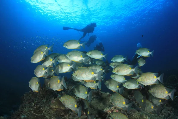 Silhuetas Mergulhadores Com Peixes Redor Vida Subaquática — Fotografia de Stock