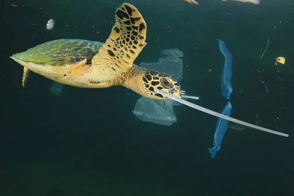 Turtle in sea water with plastic trash