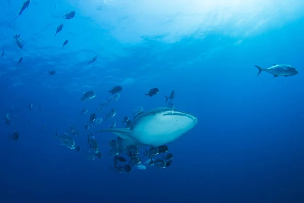 Farlig Hai Svømmer Blant Fiskeskolene Dypt Blått Vann – stockfoto