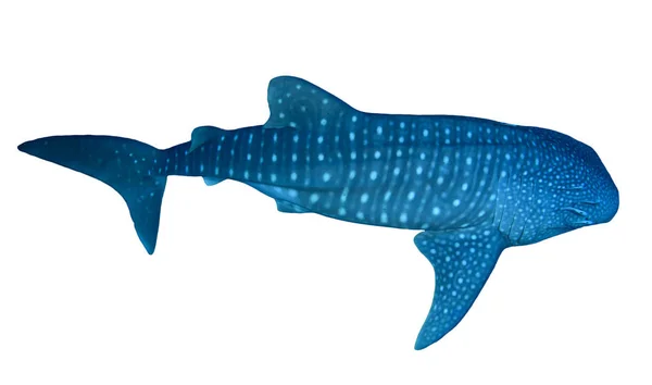 Shark Isolerad Vit Bakgrund — Stockfoto