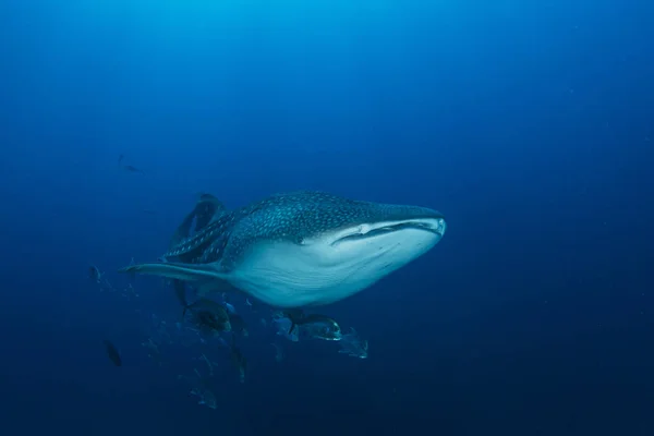 Farlig Hai Svømmer Blant Fiskeskolene Dypt Blått Vann – stockfoto