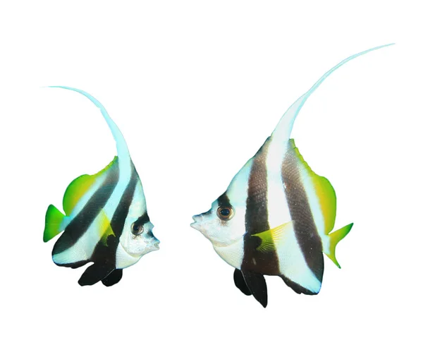 Pennant Korallhal Zátony Bannerfish Vagy Kocsis — Stock Fotó