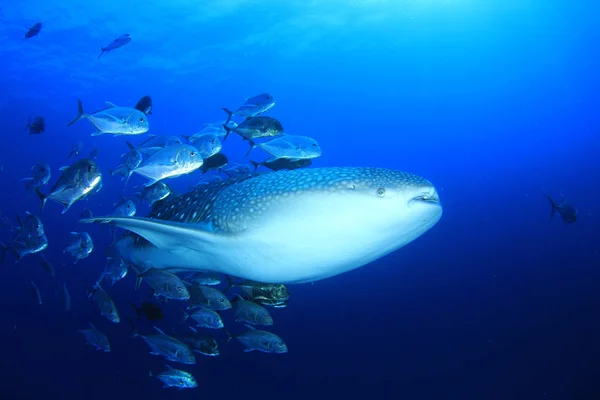 Farlig Hai Svømmer Blant Fiskeskolene Dypt Blått Vann – stockfoto