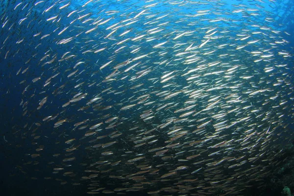 School of fish in deep blue water. Underwater life.