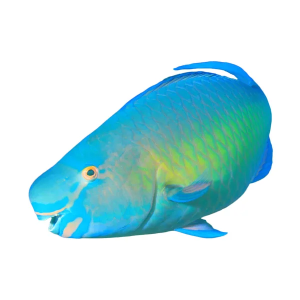 Scarus Vetula Queen Parrotfish Isolated White Background — Stock Photo, Image