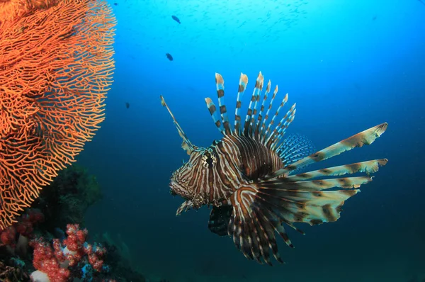 魚や美しいサンゴ礁 水中生活 — ストック写真