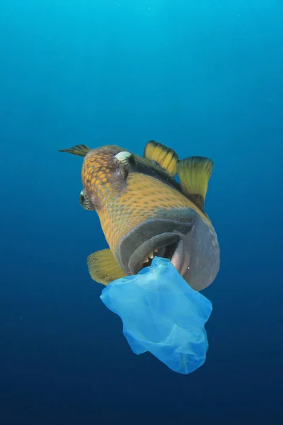 Fisk Som Spiser Plastpose Vannforurensningskonsept – stockfoto