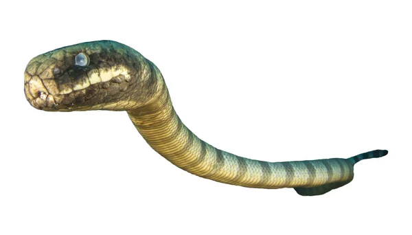 Θαλάσσιο Φίδι Απομονωμένο Λευκό Φόντο Υδρόβιο Φίδι — Φωτογραφία Αρχείου