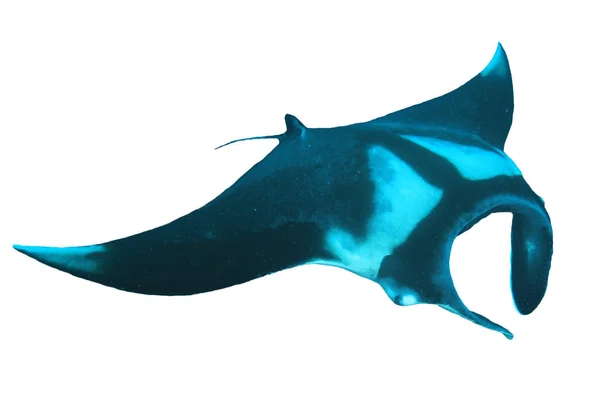 Mantarochen Isoliert Auf Weißem Hintergrund — Stockfoto