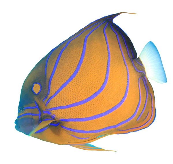 Anel Azul Angelfish Fundo Branco — Fotografia de Stock