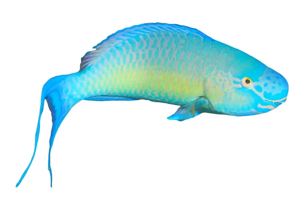 Rusty Parrotfish Isolated White Background — ストック写真