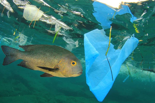 Plastic trash in sea water with fish. Pollution concept.