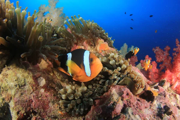カラフルなサンゴ礁の底で泳ぐ魚 — ストック写真