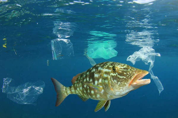 Lähellä Näkymä Kalojen Joukossa Erilaisia Muovia Roskakoriin Merivedessä — kuvapankkivalokuva