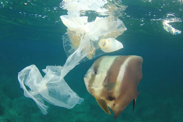 Nahaufnahme Von Fischen Inmitten Einer Vielzahl Von Plastikmüll Meerwasser — Stockfoto