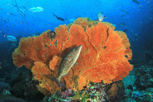ปลาว ายน าบนพ นของแนวปะการ — ภาพถ่ายสต็อก