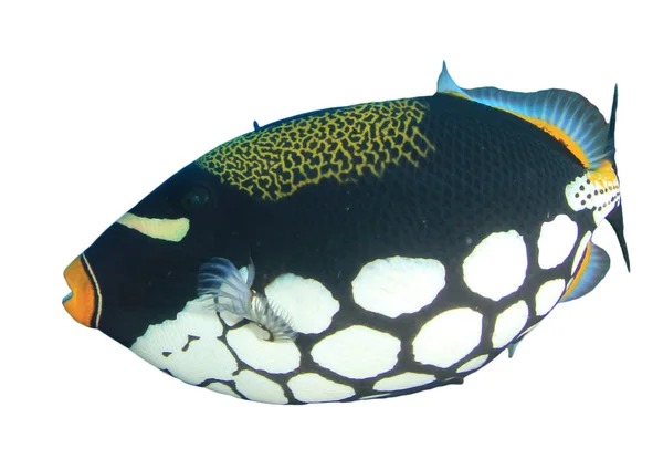 Foltos Bohóc Triggerfish Izolált Fehér Alapon — Stock Fotó