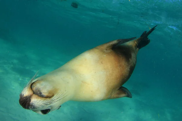 Australský Mořský Lev Podvodní Fotografie — Stock fotografie