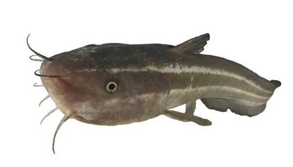 Çizgili Yılan Balığı Beyaz Arka Planda Izole Edilmiş — Stok fotoğraf