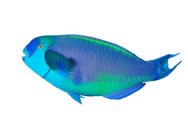 Ikan Tropis Potret Ikan Parrotfish Diisolasi Pada Latar Belakang Putih — Stok Foto