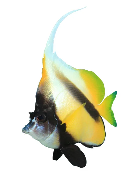 Bannerfish Izolowane Białym Tle — Zdjęcie stockowe