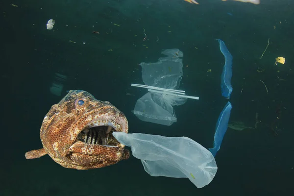 Fische Schwimmen Zwischen Plastikmüll Unter Wasser Plastikverschmutzung Problem Das Konzept — Stockfoto