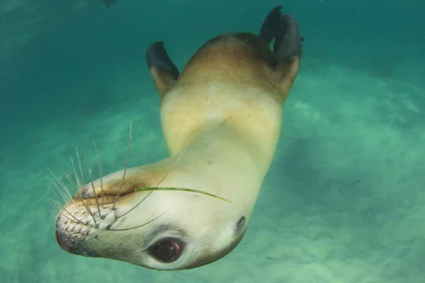 Australian Sea Lion. Underwater photo.