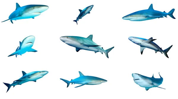 Beyaz arkaplanda izole köpek balığı grubu