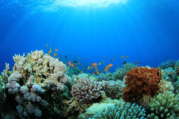 Small group of fish at sea bottom