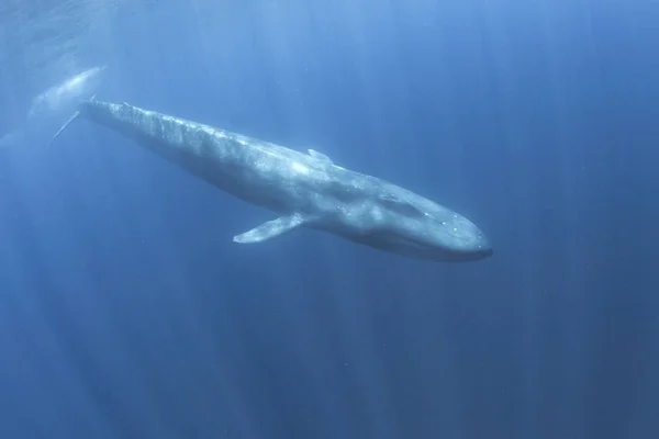 Μπλε Φάλαινα Κάτω Από Νερό Γαλάζια Φάλαινα Pygmy Μεταναστεύει Στο — Φωτογραφία Αρχείου