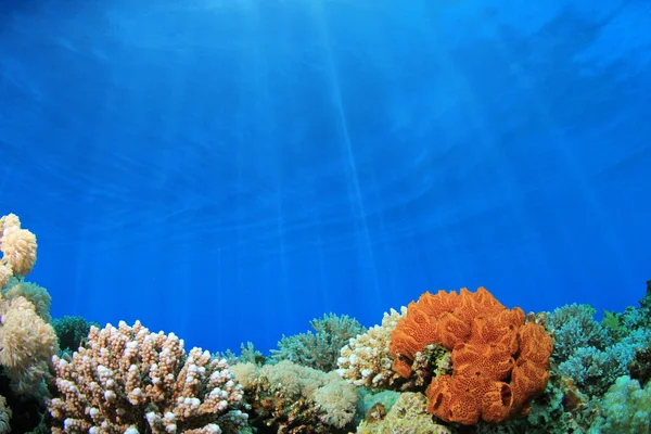 Colourful coral reef background
