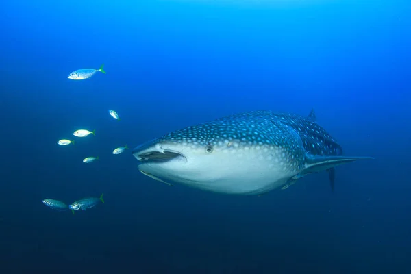 Hvalhai Med Fiskeskole – stockfoto