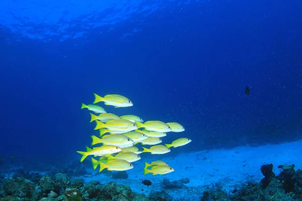 School of fish in deep water. Underwater life.