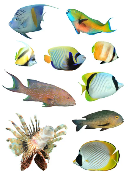 Группа Тропических Рыб Белом Фоне — стоковое фото