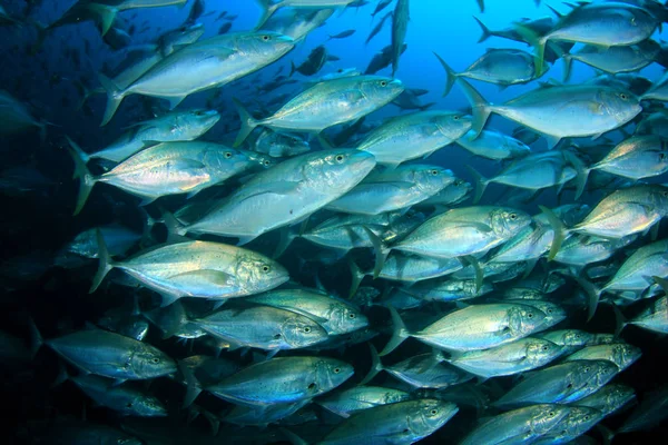Стая Рыб Глубоководье Подводная Жизнь — стоковое фото
