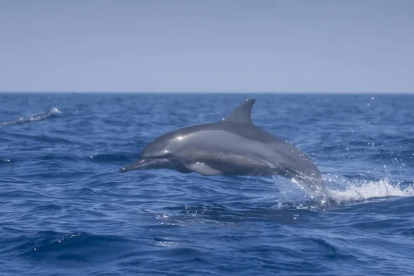 Spinner Dolphin Saltando Fuera Del Agua — Foto de Stock