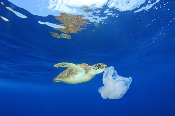 Turtle Prøver Spise Plastsøppel Vann Plastforurensning Problem Redde Planet Konseptet – stockfoto