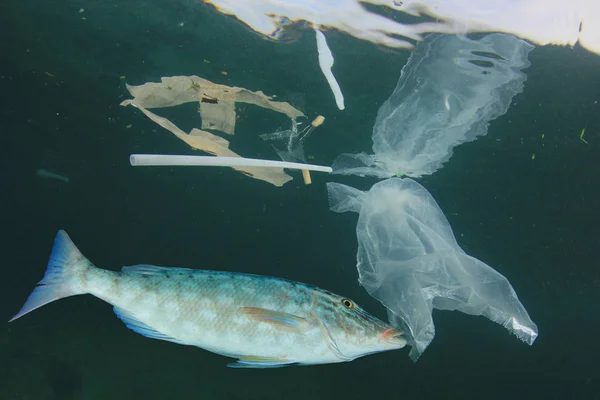 Fisker Som Svømmer Blant Plastsøppel Vann Plastforurensning Problem Redde Planet – stockfoto
